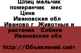 Шпиц мальчик померанчик 2 мес  › Цена ­ 18 000 - Ивановская обл., Иваново г. Животные и растения » Собаки   . Ивановская обл.